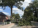 Ast aus Baumkrone gebrochen