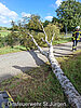 Baum auf Straße