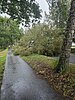 Baum auf Straße